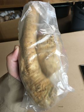 1 Lb. Horseradish Root. Great for Fall Planting! Make Tasty Sauces and Enjoy All Its Health Benefits