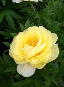 Bartzilla Itoh Peony Bareroot 3-5 Eye