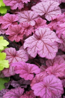 3 Berry Smoothie Heuchera in 3 inch Size Plugs/Coral Bells—Plugs removed from tray, and stretch wr