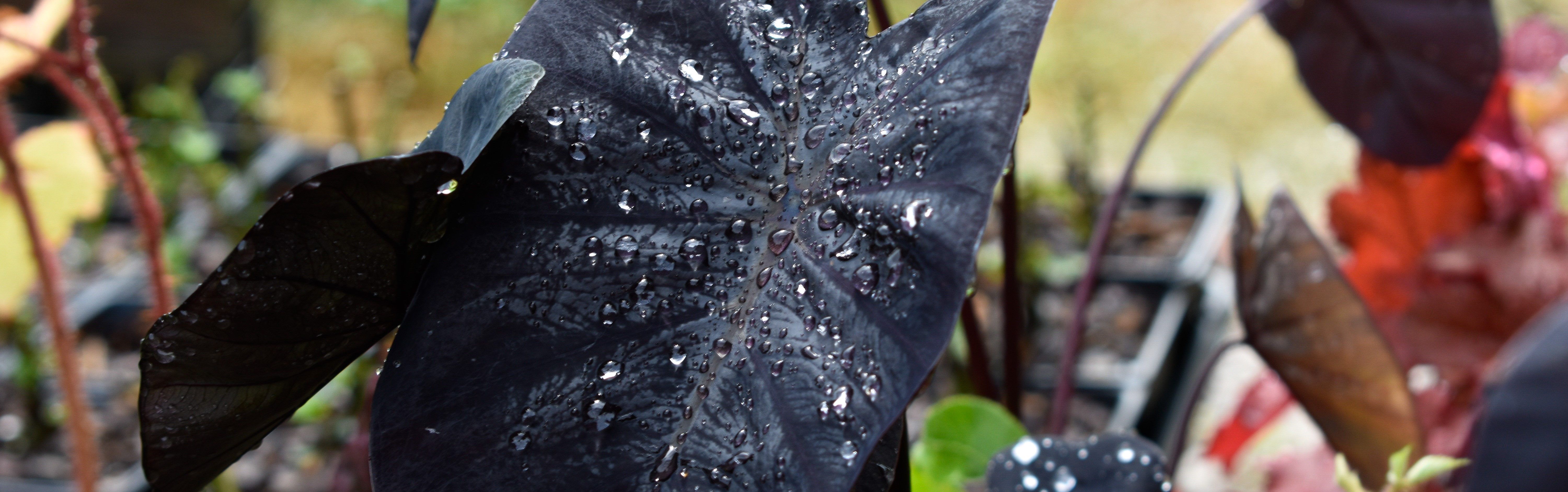 daylilynursery: Black Magic Elephant Ear Plant Facts
