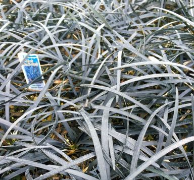 Black Mondo Grass in 2.5 Inch Pots Nicely Rooted