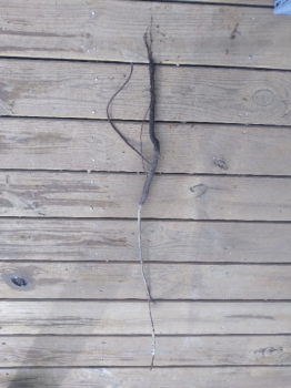 2 Black Walnut Trees 18″ – 24″ Healthy Bare Root Plants ( 2 bareroots per order)