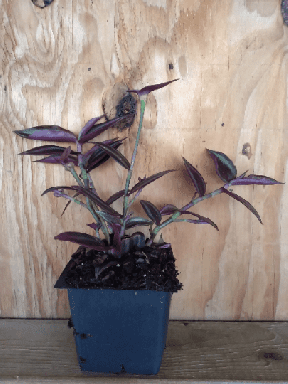 Black Wandering Jew Plants in 3.5 Inch Pots