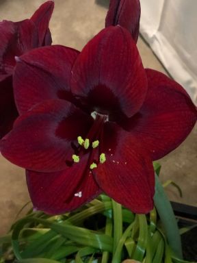 Black Pearl Dark Red Blooming Amaryllis Bulb, Great for Winter Forcing!