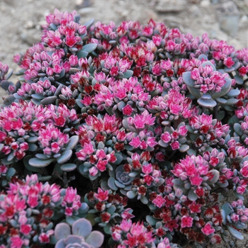 3 Sedum ‘Blue Elf’ in a 3.5″ Pot- Stunning Sun Loving Sunsparkler Sedum