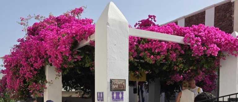 daylilynursery: Vera Purple Bougainvillea Plant Facts
