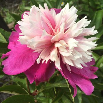 Peony “Bowl of Beauty” BAREROOT Paeonia lactiflora