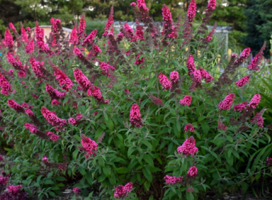 Chrysalis Cranberry Buddleja Butterfly Bush in a 3.5" Pot