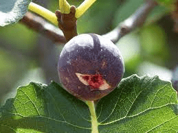 Chicago Fig Plant in a 3.5″ Pot- Well Rooted and Sturdy!