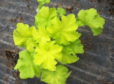 Citronella Heuchera/coral Bells in 4 inch Container