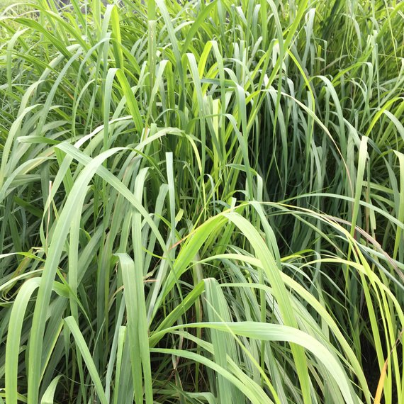Grasses