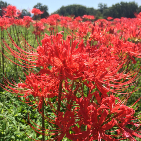 Perennials