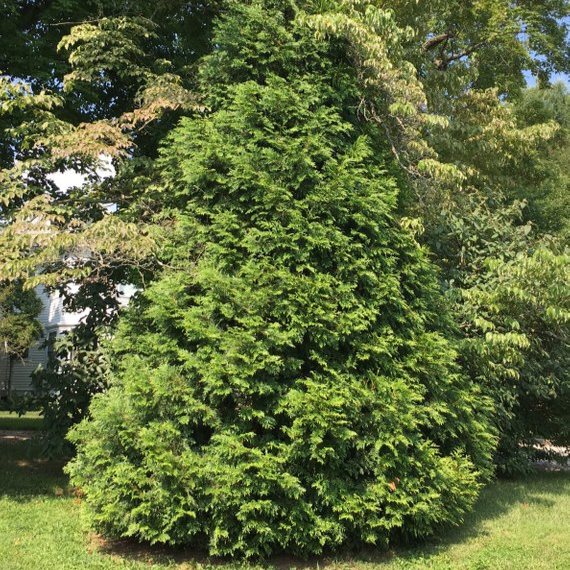 Trees