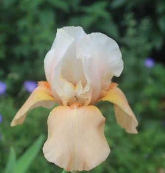 2 Invitation Iris - Iris Reblooming Bareroot Tall Bearded Iris