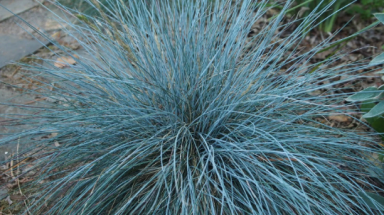 3 Elijah Blue Fescue Grass Plants in 3.5 Inch Containers