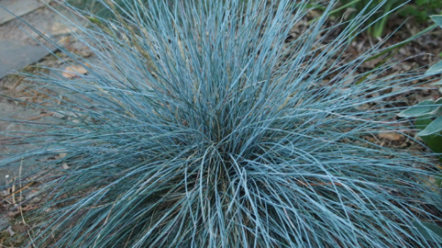 3 Elijah Blue Fescue Grass Plants in 3.5 Inch Containers