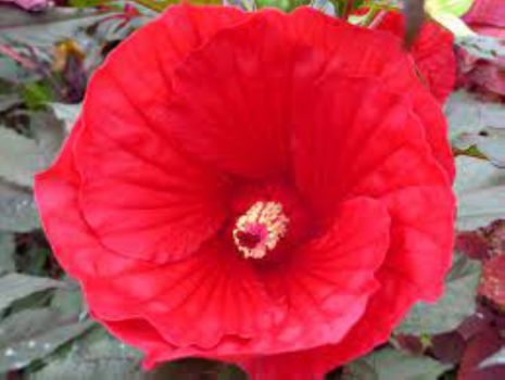 Midnight Marvel Rose mallow Hardy Hibiscus in 3.5 inch containers, you choose amount!