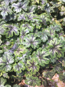 Tapestry Heucherella in 3.5 inch pots—-you choose amount. One plant per pot!