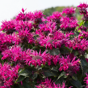 Bee Balm ‘Bee True’ Monarda Plants in Separate 4 inch containers- Daylily Nursery…one plant pe