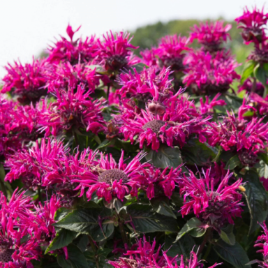 Bee Balm ‘Bee True’ Monarda Plants in Separate 4 inch containers- Daylily Nursery…one plant pe
