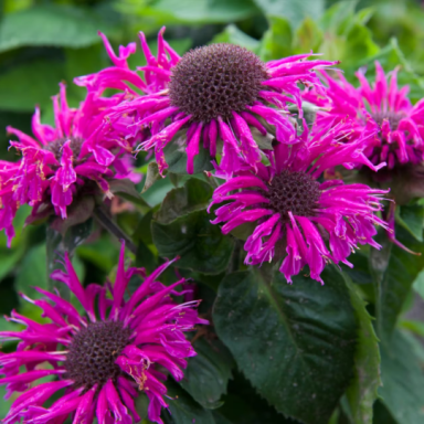 Bee Balm ‘Bee Free’ Monarda Plants in 4 inch containers