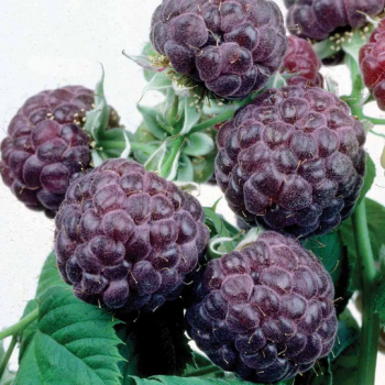 Glenco – Raspberry Plant – Everbearing – Organic Grown – Ready for Spring Planting 4 inch po