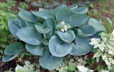 Blue Angel Hosta Bareroot