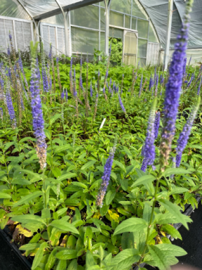 Sun Veronica ROYAL CANDLES Perennial 3.5″ pots- Deer Resistant!! Attracts butterflies, hummingbird