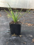 Red Hot Poker/ torch lily/ poker plant/ kniphofia