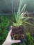 Red Hot Poker/ torch lily/ poker plant/ kniphofia
