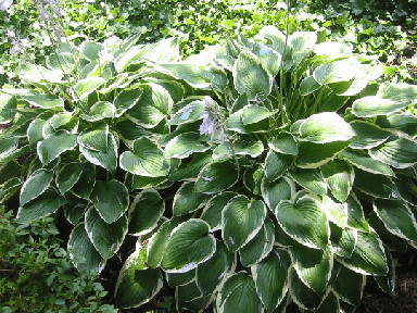 Francee Hosta Bareroot