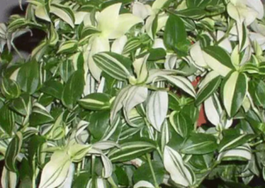 Variegated Wandering Jew – Vibrant Foliage with Trailing Elegance in 4" Pots