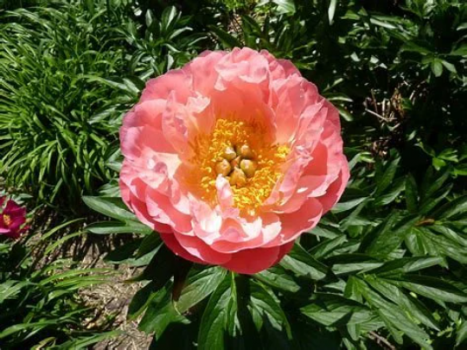 Pink Hawaiian Coral Peony Bareroot, 2-3 eye