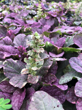 Burgundy Glow: Ajuga r – 3.5 Inch Pots–one plant per pot, you choose amount