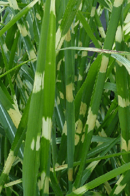 Zebra Grass in 4 inch cups