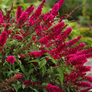 Prince Charming Buddleja Butterfly Bush in a 3.5″ Pot…You Choose Amount!!!