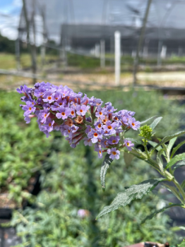Butterfly Bush Buzz Midnight in a 3.5″ Pot—You Choose Amount!!!