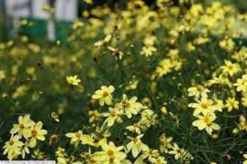 Coreopsis ‘Moonbeam’ in a 3.5″ Pot–Thread Leaf Coreopsis-Hybrid Tickseed–One Plant Per 3.5