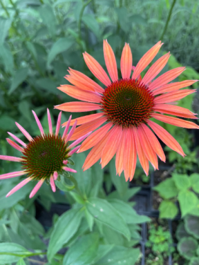 Big Sky ‘Sundown’ Coneflower/ Echinacea in 3.5 inch pots (one plant per pot) Deer Resistant!