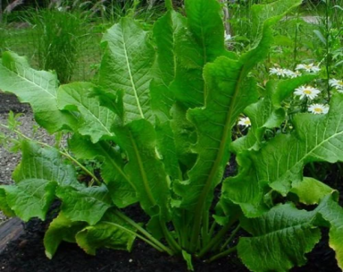 2 Horseradish Plant in 4 inch Pots, Horseradish for Good Health and Tasty Food! Easy to Grow!!