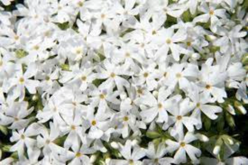 Snowflake Phlox Subulata 3.5″ pots- Deer Resistant!! Attracts butterflies, hummingbirds!!!