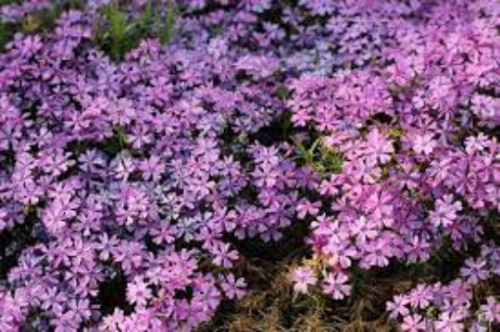 Fort Hill Phlox Subulata 3.5″ pots- Deer Resistant!! Attracts butterflies, hummingbirds!!!