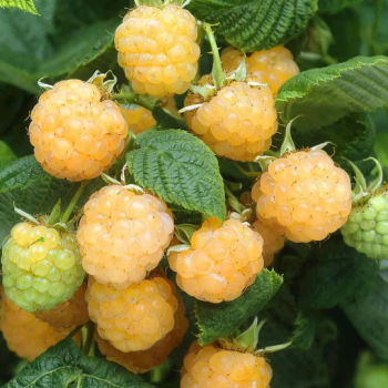 Fall Gold – Raspberry Plant – Everbearing – Organic Grown – Ready for Spring Planting 4 inch