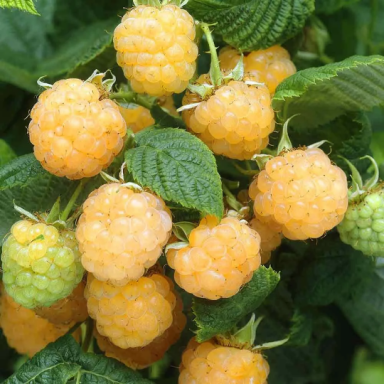 Fall Gold – Raspberry Plant – Everbearing – Organic Grown – Ready for Spring Planting 4 inch