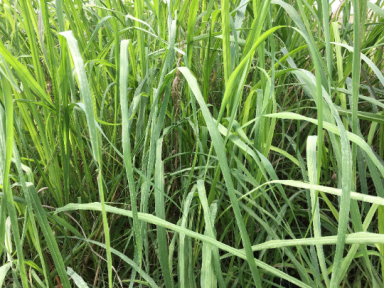 Citronella Grass Live Plants in 2.5 inch pots