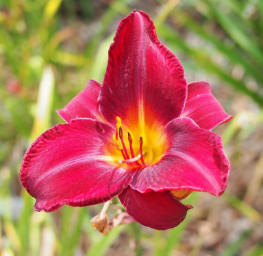 Red Volunteer Daylily – Bold Color, Reliable Blooms in a 3.5" Pot
