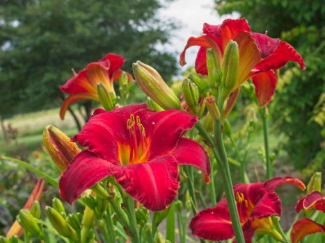 Chicago Apache Daylily….in 3.5 inch pot. One plant per pot, you choose amount!