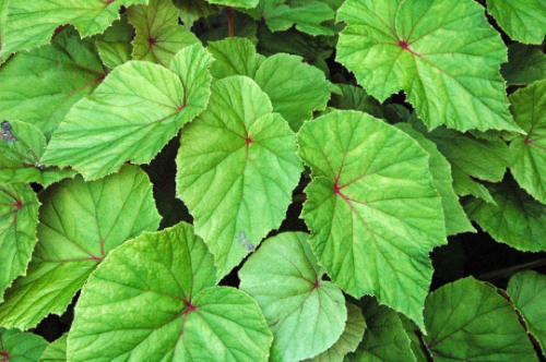 Hardy Begonia Begonia Grandis in a 3.5″ Pot