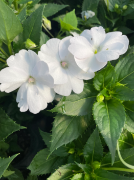 Sunpatiens Compact White 3.5″ pots- Deer Resistant!! Attracts butterflies, hummingbirds!!!