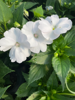 Sunpatiens Compact White 3.5″ pots- Deer Resistant!! Attracts butterflies, hummingbirds!!!